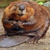 BObry